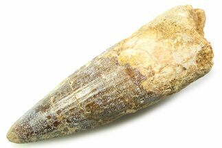 Fossil Spinosaurus Tooth - Real Dinosaur Tooth #357748