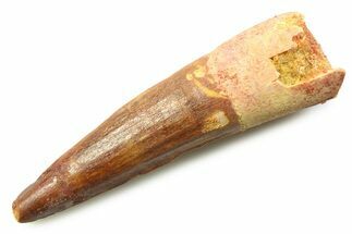 Fossil Spinosaurus Tooth - Real Dinosaur Tooth #357753