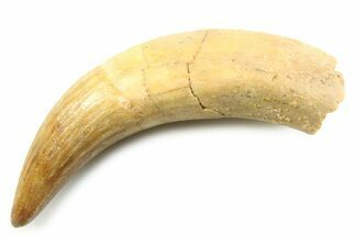 Rooted Crocodylomorph Tooth - Morocco #357853