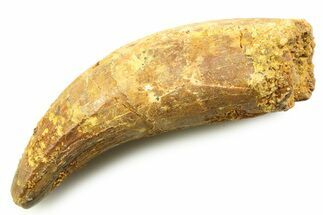 Cretaceous Fossil Crocodylomorph Tooth - Morocco #357856