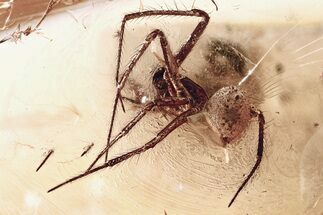 Detailed Fossil Spider and Click Beetle in Baltic Amber #357903