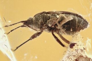 Detailed Fossil True Bug (Heteroptera) w/ Spider Webs In Baltic Amber #357920