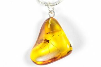 Polished Baltic Amber Pendant (Necklace) - Contains Crane Fly! #357930