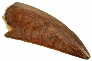 Serrated Raptor Tooth - Real Dinosaur Tooth #357976