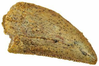 Serrated Raptor Tooth - Real Dinosaur Tooth #358022