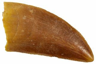 Serrated Raptor Tooth - Real Dinosaur Tooth #358027