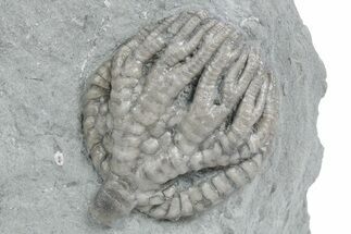 Uncommon Fossil Crinoid (Forbesiocrinus) - Crawfordsville, Indiana #358058