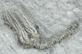 Fossil Crinoid (Platycrinites) - Crawfordsville, Indiana #358061