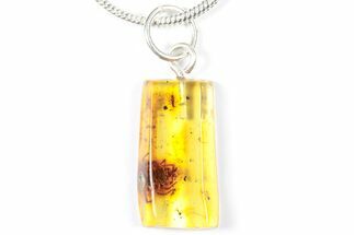 Polished Baltic Amber Pendant (Necklace) - Spider & Flies! #357997