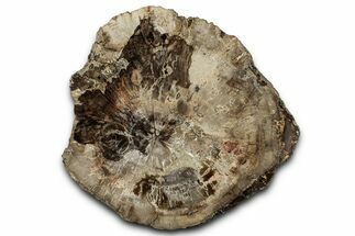Polished Petrified Wood (Araucaria) Round - Madagascar #358033