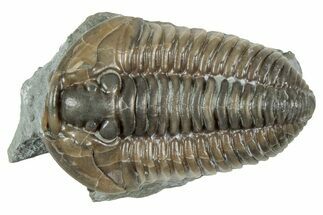 Prone Flexicalymene Trilobite - Mt Orab, Ohio #358071
