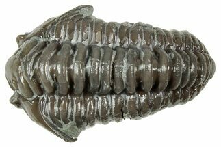 Flexicalymene Trilobite - Mt Orab, Ohio #358073