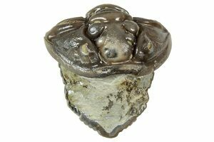 Large Platystrophia Brachiopod Fossil - Kentucky (#6625) For Sale