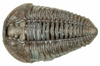 Prone Flexicalymene Trilobite - Mt Orab, Ohio #358076