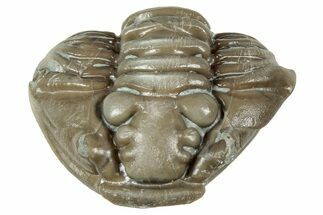 Wide Enrolled Flexicalymene Trilobite - Mt Orab, Ohio #358078