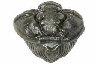 Wide Enrolled Flexicalymene Trilobite - Mt Orab, Ohio #358084