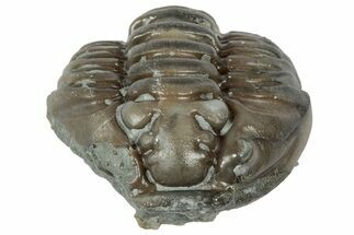Wide Enrolled Flexicalymene Trilobite - Mt Orab, Ohio #358096