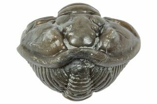 Wide Enrolled Flexicalymene Trilobite - Mt Orab, Ohio #358099