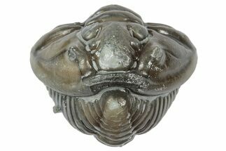 Wide Enrolled Flexicalymene Trilobite - Mt Orab, Ohio #358106