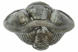 Wide Enrolled Flexicalymene Trilobite - Mt Orab, Ohio #358121