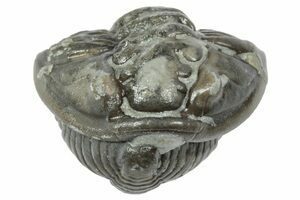 Large Flexicalymene Trilobite From Ohio - 1.43