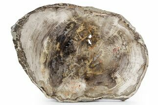 Polished Petrified Wood (Araucaria) Round - Madagascar #358042