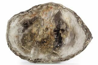 Polished Petrified Wood (Araucaria) Round - Madagascar #358045