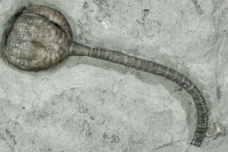 Fossil Crinoid (Taxocrinus) - Crawfordsville, Indiana #358136