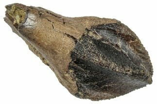 Unworn Triceratops Tooth with Partial Root - Wyoming #358150
