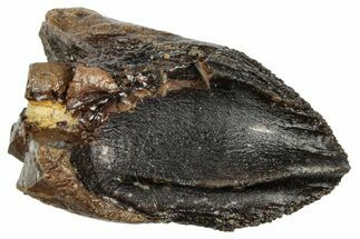Unworn Triceratops Tooth with Partial Root - Wyoming #358153