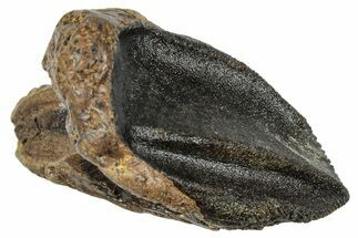 Unworn Triceratops Tooth with Partial Root - Wyoming #358154