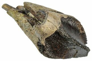 Gorgeous, Unworn Triceratops Tooth with Partial Root - Wyoming #358159