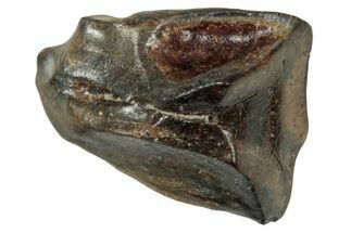 Fossil Triceratops Shed Tooth - Wyoming #358167