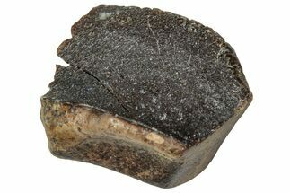 Fossil Triceratops Shed Tooth - Wyoming #358174