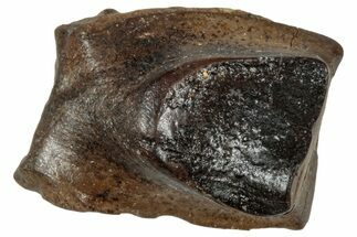 Fossil Triceratops Shed Tooth - Wyoming #358188