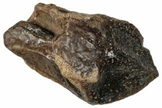 Unworn Fossil Dinosaur (Triceratops) Crown - Wyoming #358219