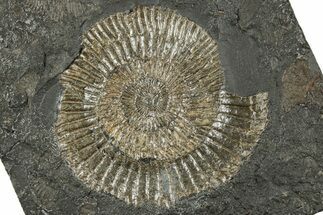 Dactylioceras Ammonite Fossil - Posidonia Shale, Germany #358334