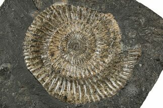 Dactylioceras Ammonite Fossil - Posidonia Shale, Germany #358350