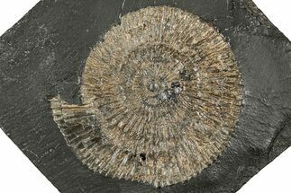 Dactylioceras Ammonite Fossil - Posidonia Shale, Germany #358351