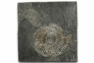 Dactylioceras Ammonite Fossil - Posidonia Shale, Germany #358354