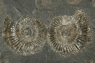Fossil Ammonite (Dactylioceras) Cluster - Posidonia Shale, Germany #358359
