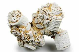 Mississippian Fossil Crinoid Stem & Cephalopod Plate - Kentucky #358652