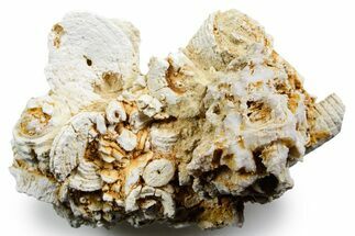 Mississippian Fossil Crinoid Stem Cluster - Kentucky #358653