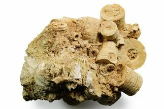 Mississippian Fossil Crinoid Stem Plate - Kentucky #358654