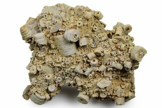 Mississippian Fossil Crinoid Stem Cluster - Kentucky #358730