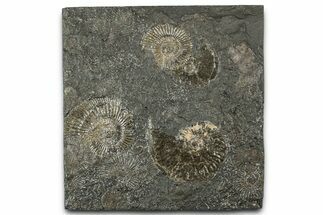 Fossil Ammonite Cluster - Posidonia Shale, Germany #358372