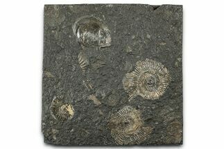 Fossil Ammonite Cluster - Posidonia Shale, Germany #358379