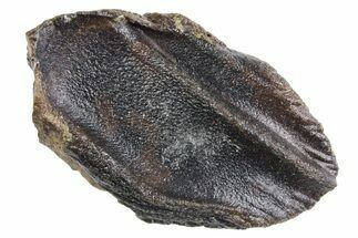 Fossil Dinosaur (Triceratops) Tooth Crown - Wyoming #358262