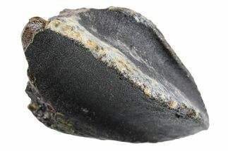 Unworn Fossil Dinosaur (Triceratops) Crown - Wyoming #358264