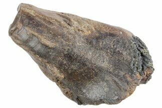 Fossil Triceratops Tooth with Partial Root - Wyoming #358269